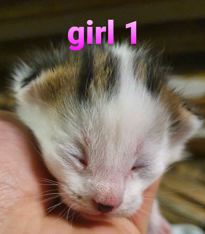 kittens for sale near me gumtree